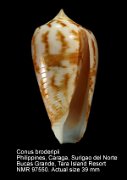 Conus broderipii (4)